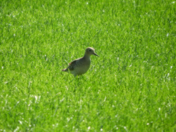 Buff-breasted Sandpiper