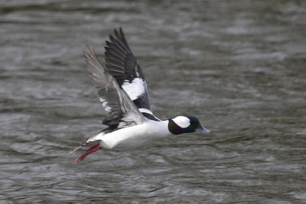 Bufflehead