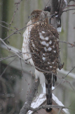 Cooper's Hawk