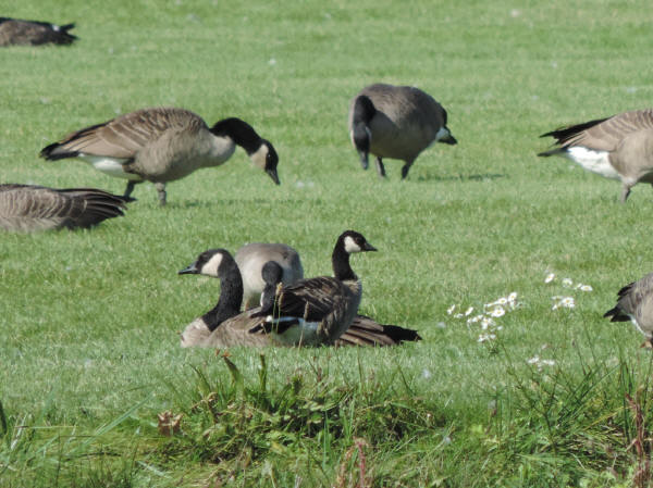 Cackling Goose vs Canada Goose comparison