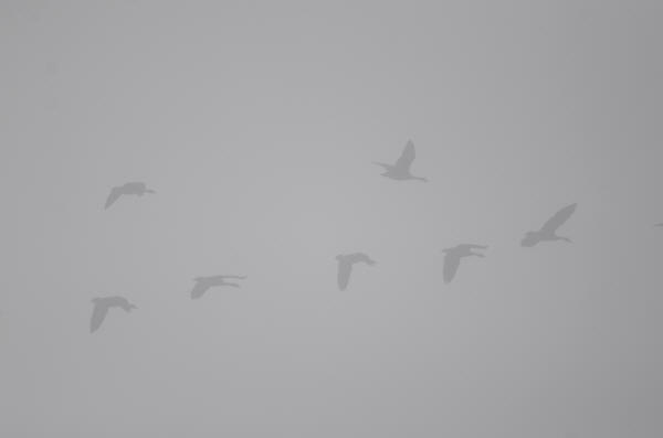 Canada Geese