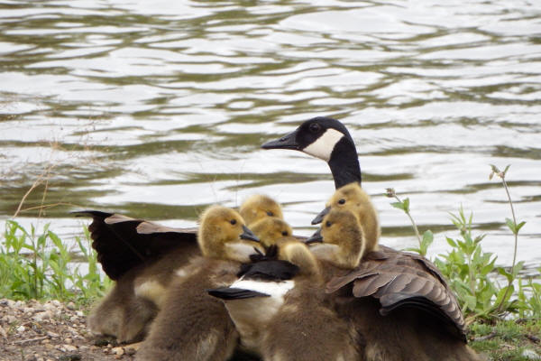 Canada Goose family