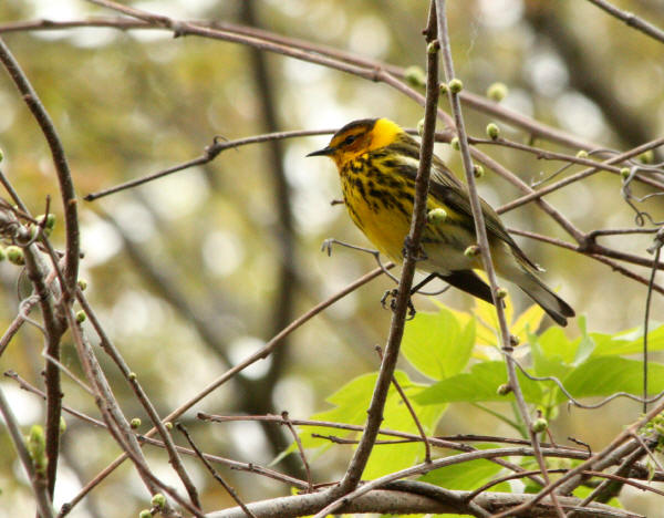 Cape May Warbler