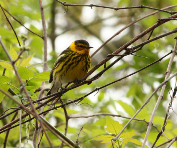 Cape May Warbler