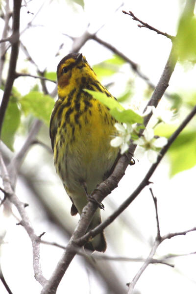 Cape May Warbler