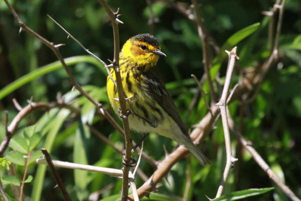 Cape May Warbler