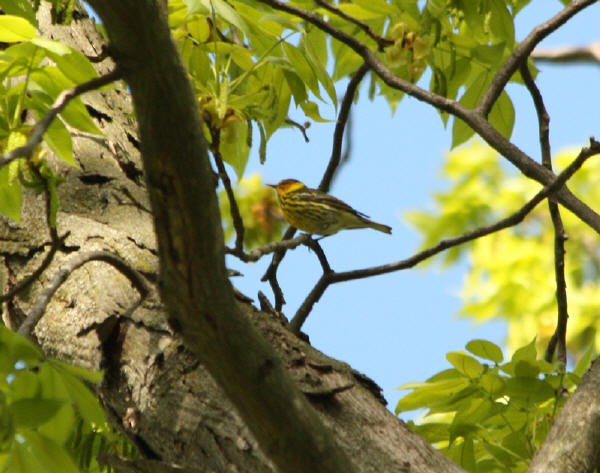 Cape May Warbler
