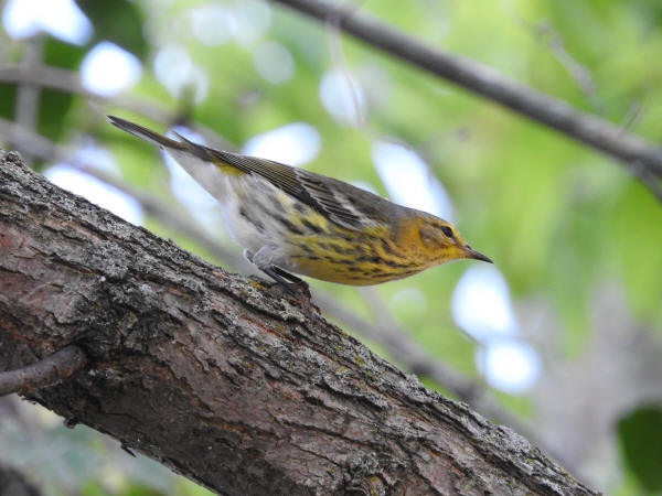 Cape May Warbler