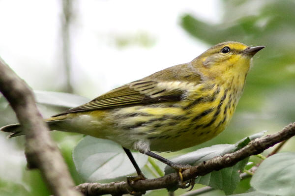Cape May Warbler
