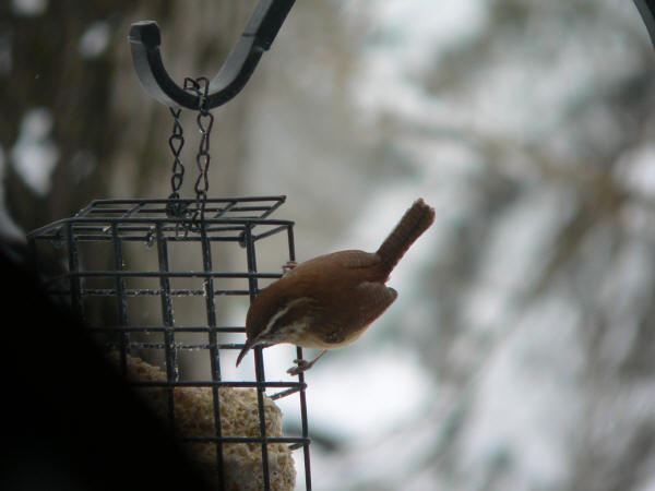 Carolina Wren