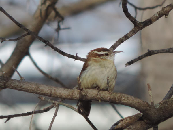 Carolina Wren