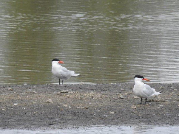 Caspian Terns