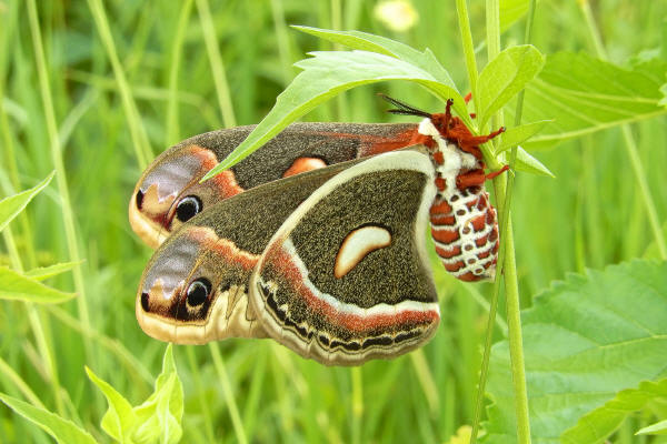 Cecropia Moth