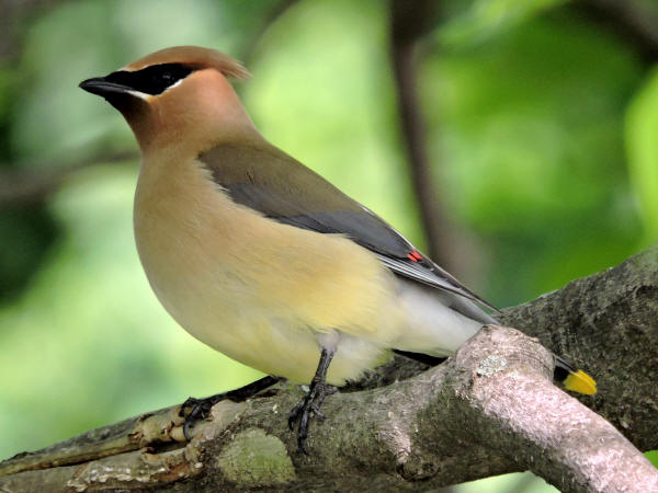 Cedar Waxwing