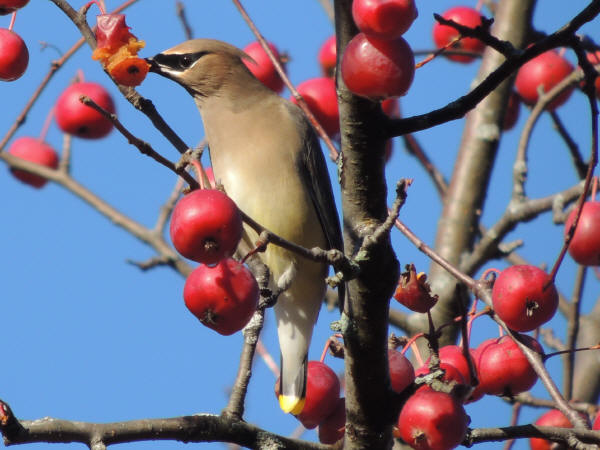 Cedar Waxwing