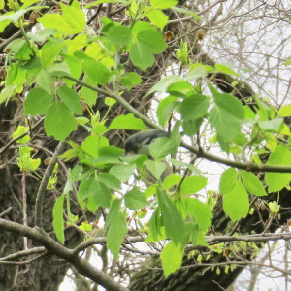 Cerulean - Northern Parula Hybrid #2