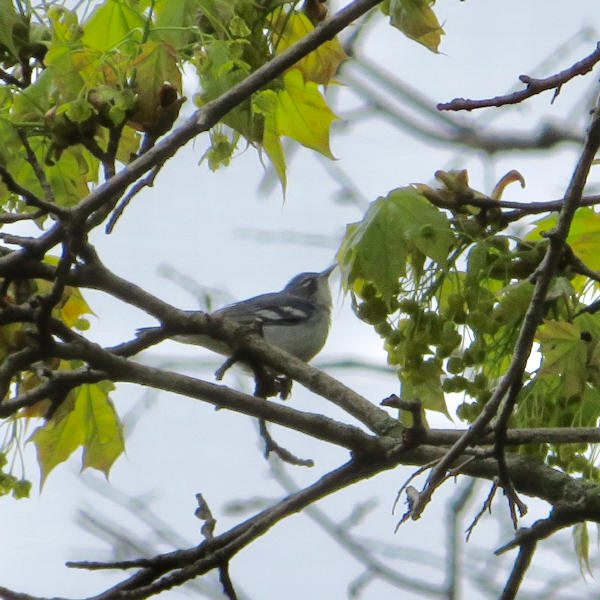 Cerulean - Northern Parula Hybrid #1