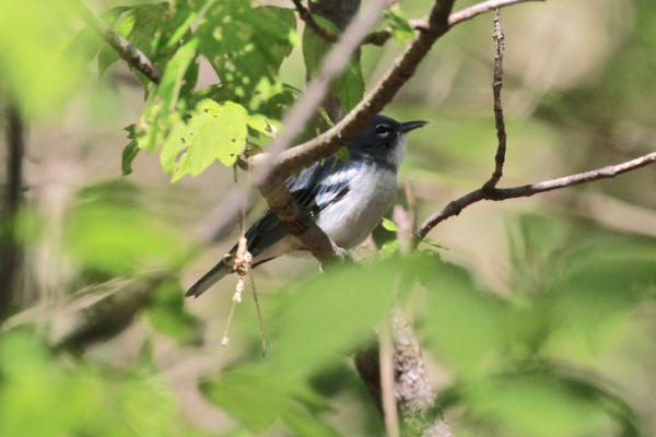 Cerulean - Parula Hybrid