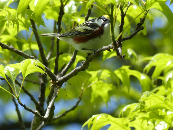 Chestnut-sided Warbler