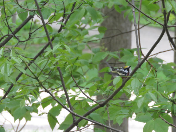 Chestnut-sided Warbler