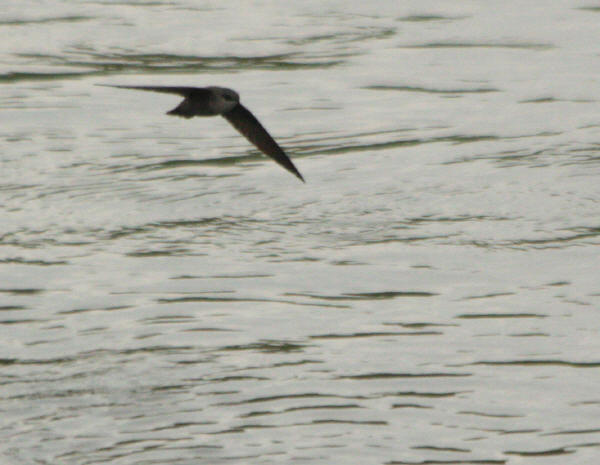 Chimney Swift
