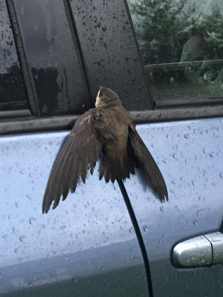 Chimney Swift