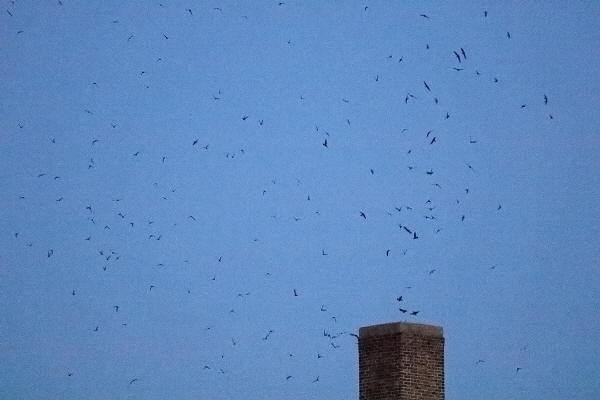 Chimney Swifts