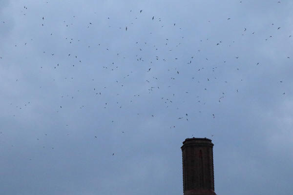 Chimney Swifts