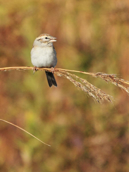 Chipping Sparrow
