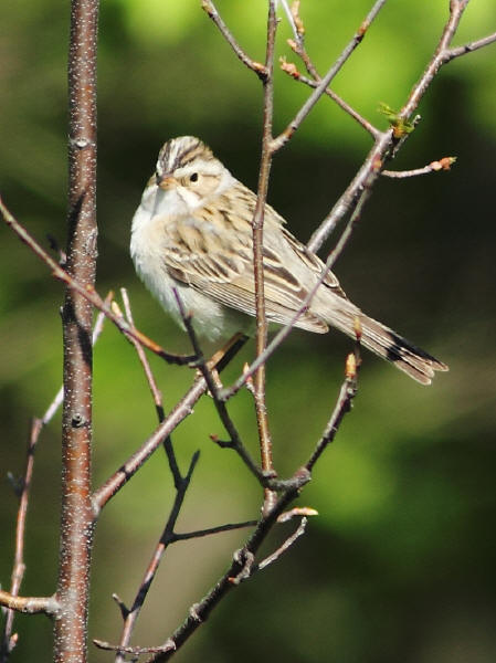 Clay-colored Sparrow