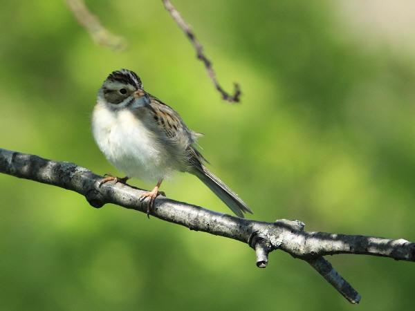 Clay-colored Sparrow