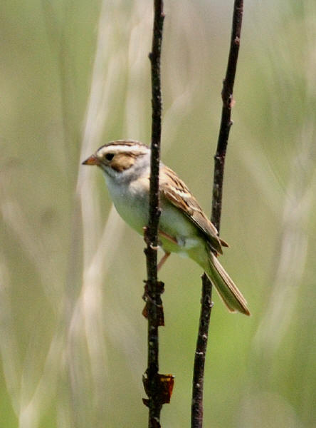 Clay-colored Sparrow