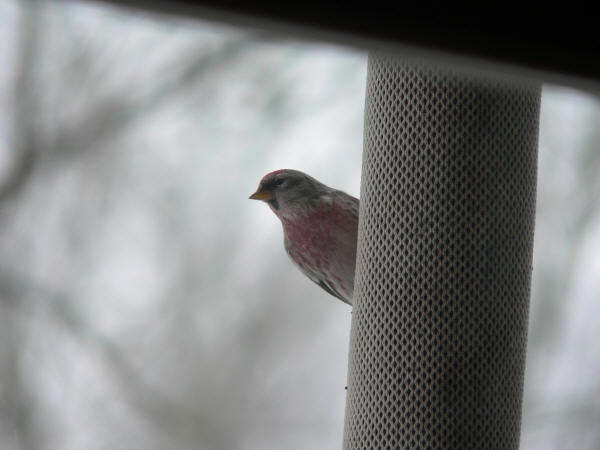 Common Redpoll - possible Hoary