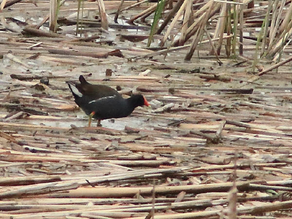 Common Gallinule