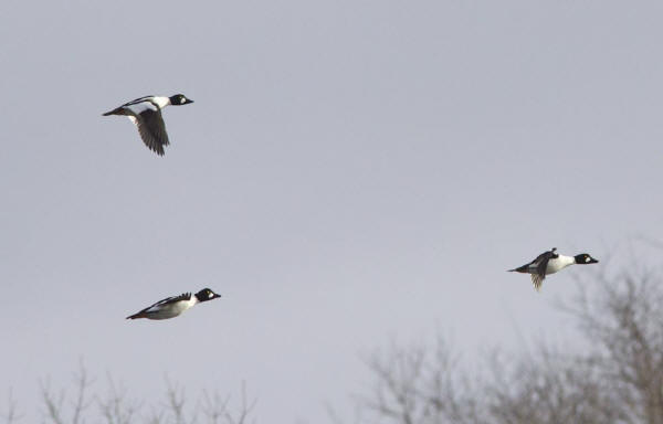 Common Goldeneye