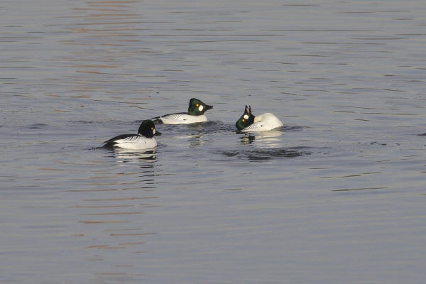 Common Goldeneye