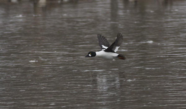 Common Goldeneye