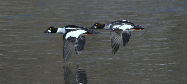 Common Goldeneye