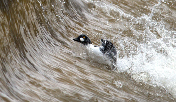 Common Goldeneye