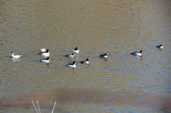Common Goldeneyes