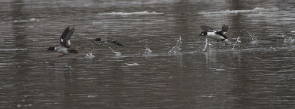 Common Goldeneyes