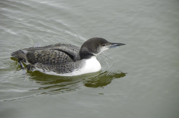Common Loon