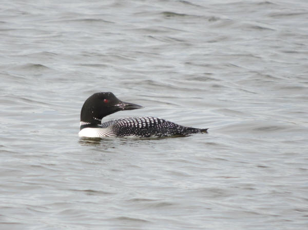 Common Loon