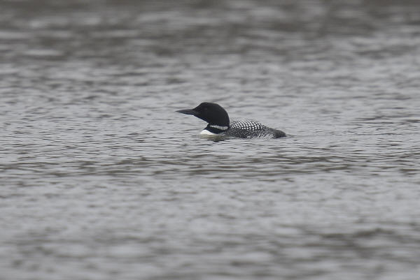 Common Loon