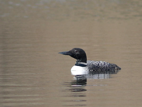 Common Loon