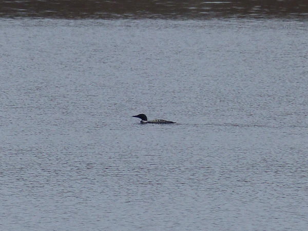Common Loon
