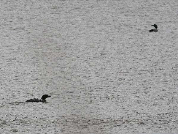 Common Loons
