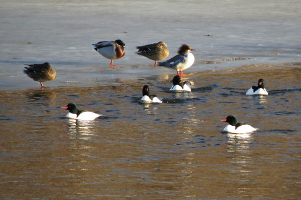 Common Mergansers