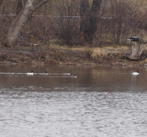 Common Mergansers