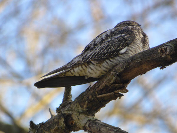Common Nighthawk